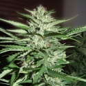 Pineapple Express Feminised Cannabis Seeds | G13 Labs Pineapple Express Feminised Cannabis Seeds | G13 Labs