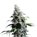 Pineapple Poison Feminised Cannabis Seeds - Super Sativa Seed Club Pineapple Poison Feminised Cannabis Seeds - Super Sativa Seed Club