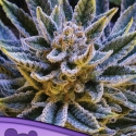 Pineapple Runtz Auto Feminised Cannabis Seeds - Anesia Seeds Pineapple Runtz Auto Feminised Cannabis Seeds - Anesia Seeds