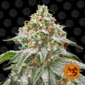 Pink Kush Feminised Cannabis Seeds | Barney's Farm 