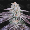Pink Apple Tartz Feminised Cannabis Seeds - Terp Treez