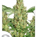 Power Plant Regular Cannabis Seeds | Dutch Passion 