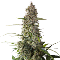 Prima Holandica Regular Cannabis Seeds - Super Sativa Seed Club