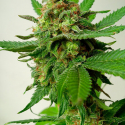 Psychotropic Mass Feminsed Canabis Seeds | Critical Mass Collective Seeds