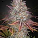Pulps Friction Feminised Cannabis Seeds | Green House Seeds. Pulps Friction Feminised Cannabis Seeds | Green House Seeds.