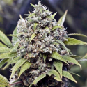 Pure AK Feminised Cannabis Seeds | Female Seeds Pure AK Feminised Cannabis Seeds | Female Seeds