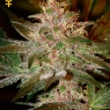 Pure Kush Feminised Cannabis Seeds | Green House Seeds Pure Kush Feminised Cannabis Seeds | Green House Seeds
