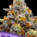 Purple Boost Highness Feminised Cannabis Seeds - Anesia Seeds Purple Boost Highness Feminised Cannabis Seeds - Anesia Seeds
