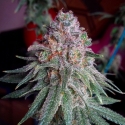 Purple Dawg Mass Feminsed Canabis Seeds | Critical Mass Collective Seeds Purple Dawg Mass Feminsed Canabis Seeds | Critical Mass Collective Seeds