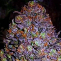 Purple Haze Auto Feminised Cannabis Seeds | Original Sensible Seed Company