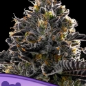 Purple Lobster Feminised Cannabis Seeds - Anesia Seeds Purple Lobster Feminised Cannabis Seeds - Anesia Seeds