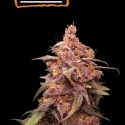 Purple Punch Auto Feminised Cannabis Seeds | Seed Stockers.