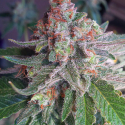 Purple Skunk Mass Feminsed Cannabis Seeds | Critical Mass Collective Seeds