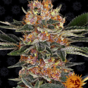 Purple Punch Feminised Cannabis Seeds | Barney's Farm Purple Punch Feminised Cannabis Seeds | Barney's Farm