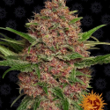 Purple Punch Auto Feminised Cannabis Seeds | Barney's Farm 