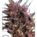 Purple #1 Regular Cannabis Seeds | Dutch Passion 