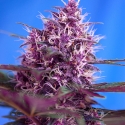 Auto Red Poison Feminised Cannabis Seeds | Sweet Seeds