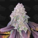 RS11 Feminised Cannabis Seeds - Terp Treez.