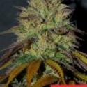 RS11 Feminised Cannabis Seeds | Cream Of The Crop RS11 Feminised Cannabis Seeds | Cream Of The Crop