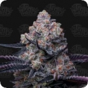 RS11 Feminised Cannabis Seeds - Growers Choice.