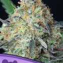 Rainbow Donut Auto Feminised Cannabis Seeds - Anesia Seeds Rainbow Donut Auto Feminised Cannabis Seeds - Anesia Seeds