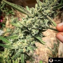 Rainbow Runtz Feminised Cannabis Seeds - Growers Choice