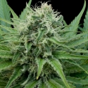 Raw Diesel Feminised Cannabis Seeds Raw Diesel Feminised Cannabis Seeds