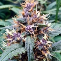 Red Banana Berry Feminised Cannabis Seeds - Growers Choice Red Banana Berry Feminised Cannabis Seeds - Growers Choice