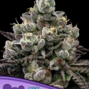 Red Banana Pudding Feminised Cannabis Seeds - Anesia Seeds Red Banana Pudding Feminised Cannabis Seeds - Anesia Seeds