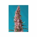 Red Pure Auto CBD 