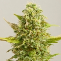 Royal Kush Feminised Cannabis Seeds