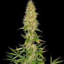 Royal Thai Regular Cannabis Seeds | Spliff Seeds Royal Thai Regular Cannabis Seeds | Spliff Seeds