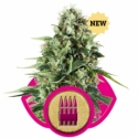 Royal AK Auto Feminised Cannabis Seeds | Royal Queen Seeds. Royal AK Auto Feminised Cannabis Seeds | Royal Queen Seeds.