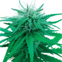 Ruderalis Indica Regular Cannabis Seeds | Sensi Seeds 
