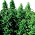 Ruderalis Skunk Regular Cannabis Seeds | Sensi Seeds Ruderalis Skunk Regular Cannabis Seeds | Sensi Seeds