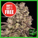 Runtz Feminised Cannabis Seeds - Cannabis Seeds Store