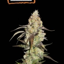 Runtz Feminised Cannabis Seeds | Seed Stockers.