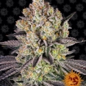 Runtz Auto Feminised Cannabis Seeds | Barney's Farm 