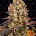 Runtz Muffin Feminised Cannabis Seeds | Barney's Farm Runtz Muffin Feminised Cannabis Seeds | Barney's Farm