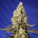 Runtz XL Auto Feminised Cannabis Seeds | Sweet Seeds.