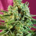 S.A.D. CBD Feminised Cannabis Seeds | Sweet Seeds S.A.D. CBD Feminised Cannabis Seeds | Sweet Seeds