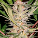 S.A.D. Feminised Cannabis Seeds | Sweet Seeds