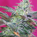 Sweet Cheese Auto Feminised Cannabis Seeds | Sweet Seeds