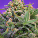 Sweet Cheese Fast V Feminised Cannabis Seeds | Sweet Seeds
