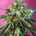 Sweet Nurse Auto CBD Feminised Cannabis Seeds | Sweet Seeds.