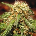 Sweet Tai Feminised Cannabis Seeds | Sweet Seeds