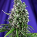 Sweet Trainwreck Auto Feminised Cannabis Seeds | Sweet Seeds Sweet Trainwreck Auto Feminised Cannabis Seeds | Sweet Seeds