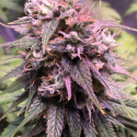 San Francisco Sour Dough Feminised Cannabis Seeds | Top Shelf Elite