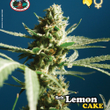 Sch' Lemon Cake Feminised Cannabis Seeds | Big Buddha Seeds Sch' Lemon Cake Feminised Cannabis Seeds | Big Buddha Seeds