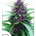 Shaman Feminised Cannabis Seeds | Dutch Passion 